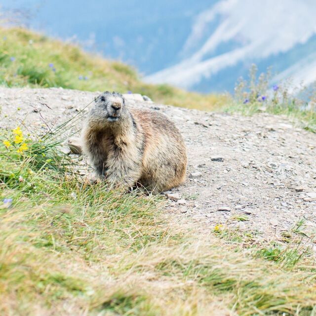 Couldn’t believe my luck, getting to photograph Marmie the Marmot, living the life 2518m up in the Dolomites. ❤️#nature#marmot#dolomites #secedamountain #seceda#murmeltier #sudtirol #southtyrol