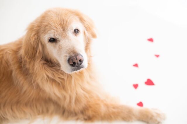 he has my ❤️ #dichigoldens#goldenretriever #valentinedog #